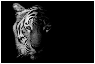 Затененное фото тигра.