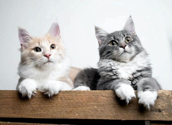 Сколько времени нужно двум кошкам, чтобы поладить?