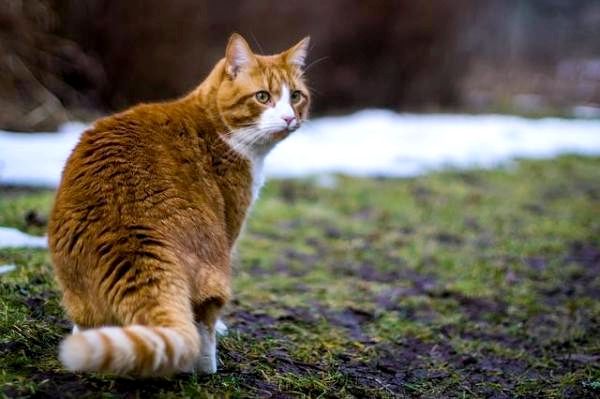 Оранжевые полосатые коты: кобель и сука - Лучшие оранжевые полосатые коты: что нужно учитывать
