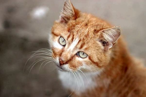 Оранжевый полосатый кот имена: самец и самка - оранжевый полосатый кот имена: самка