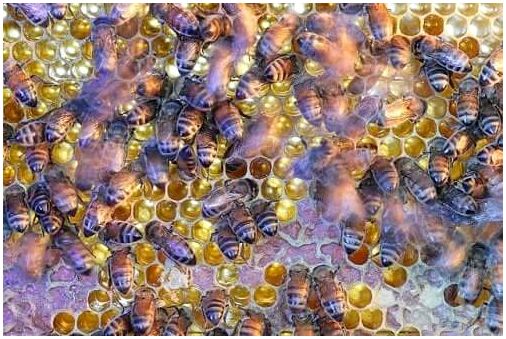 Удивительная и сложная социальная структура пчел