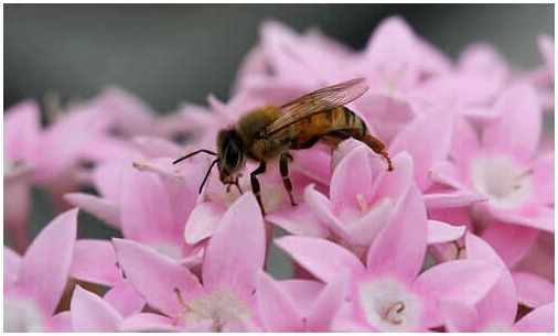 Пчела собирает пыльцу.