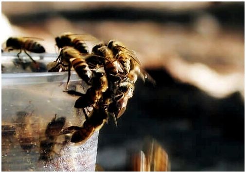 Пчелы пьют сахарную воду.