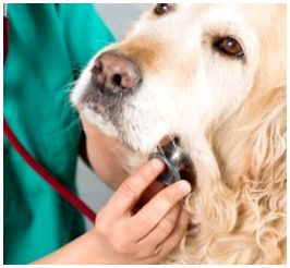 Гипотиреоз у собак: признаки и симптомы, диагностика и лечение заболевания