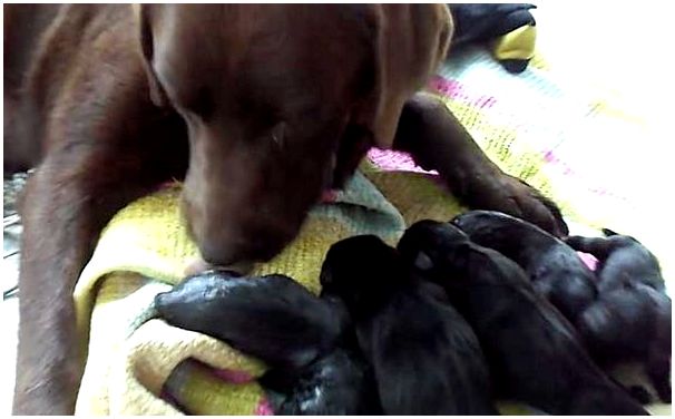 Мать ухаживает за щенками