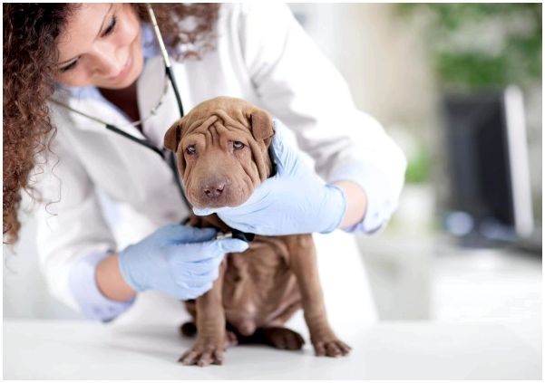 С какого возраста можно делать стерилизацию собаке