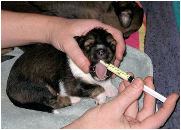 Что делать с месячным щенком. Дегельминтизация и вакцинация щенков. Дегельминтизация щенков.
