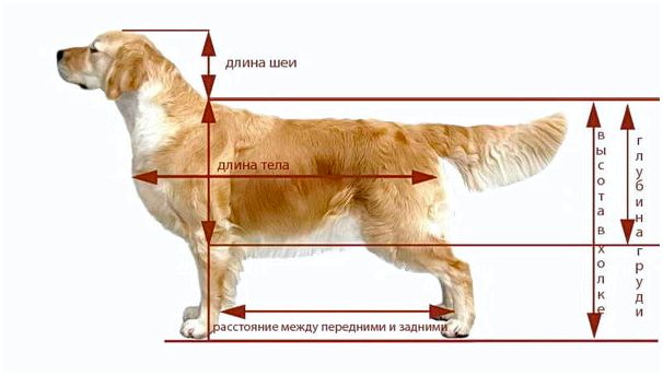 Какой рост собаки лабрадор