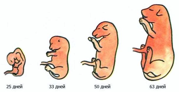 Развитие эмбриона по дням