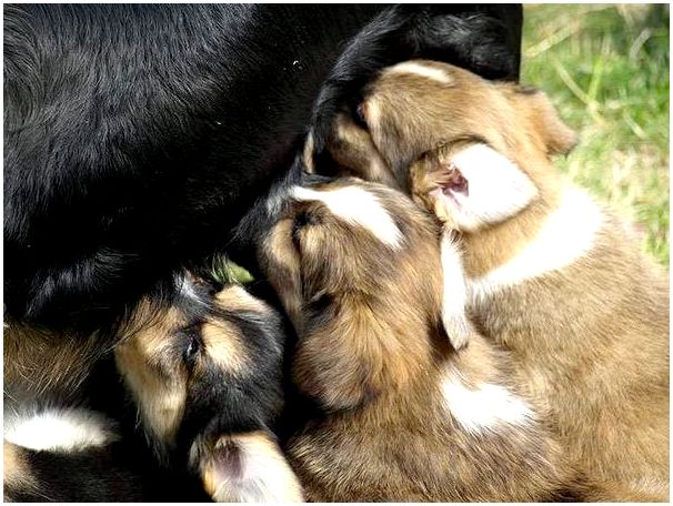 Подсосные щенки питаются только материнским молоком или его заменителями