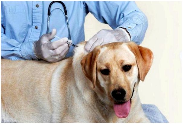вакцина против бешенства собак инструкция по применению