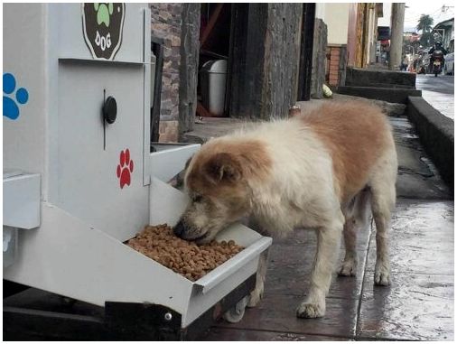Собака ест из торгового автомата.