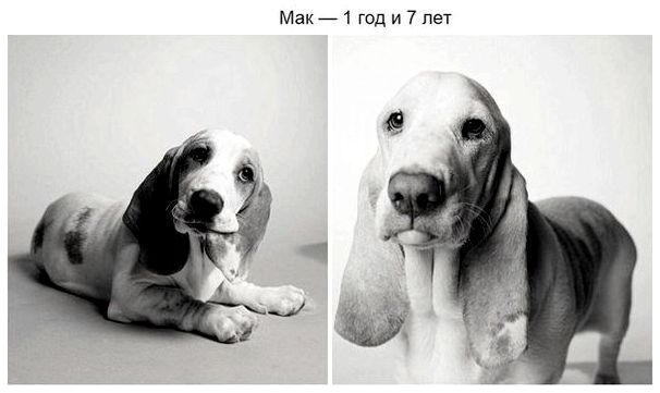 Порода собаки соответствия возраста собаки и человека порода thumbnail