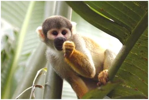 Маленькая обезьянка ест фрукты.