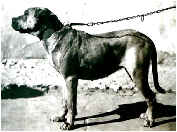 Кордовская бойцовая собака