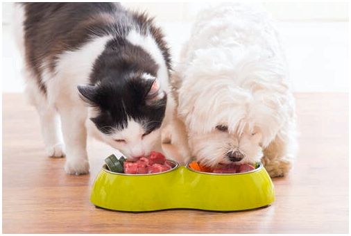 Собака и кошка едят вместе