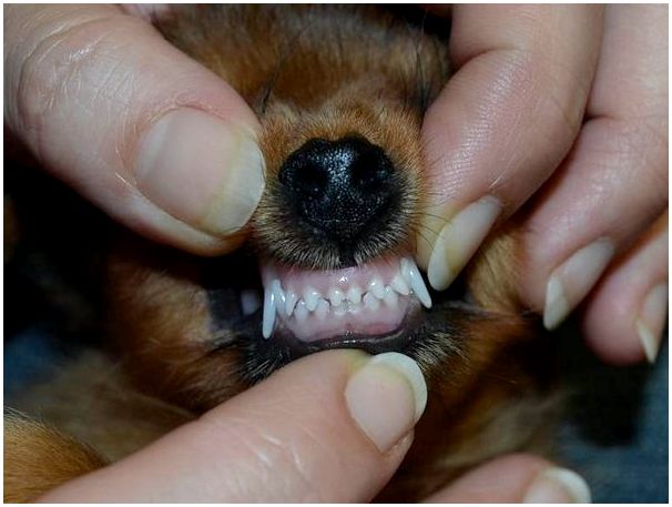 Название зубов у собак фото
