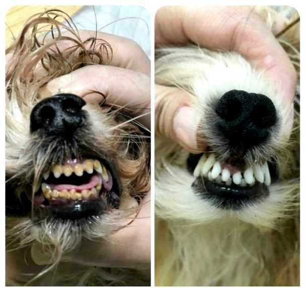 Название передних зубов у собаки