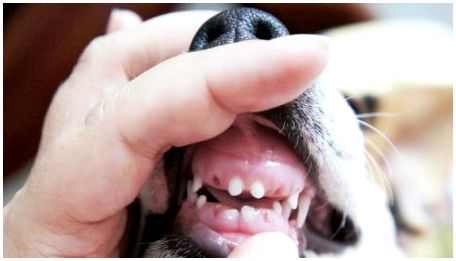 Смена молочных зубов у собак: возрастные рамки и возможные проблемы