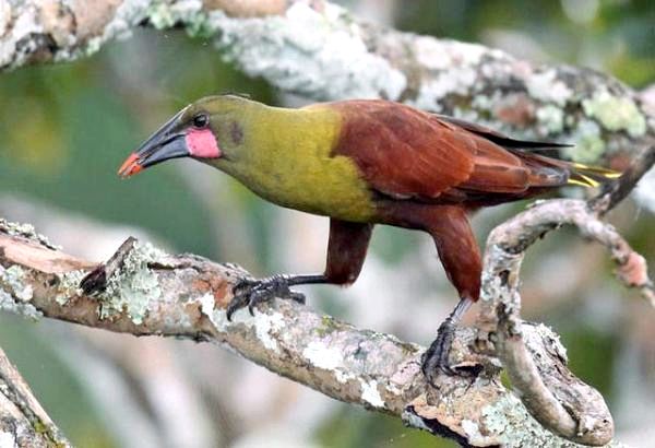 10 экзотических птиц в джунглях Амазонки - 9. Для Оропендолы