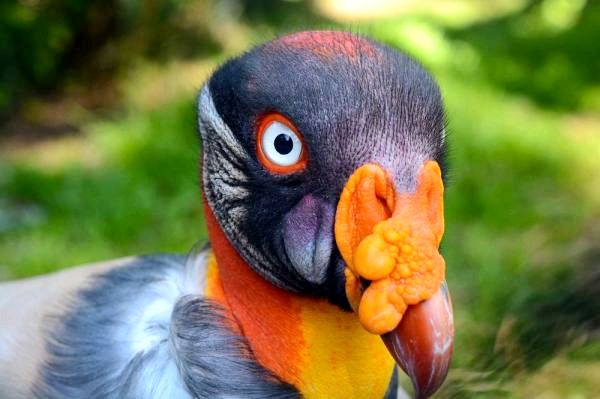 10 экзотических птиц в джунглях Амазонки - 10. Стервятник