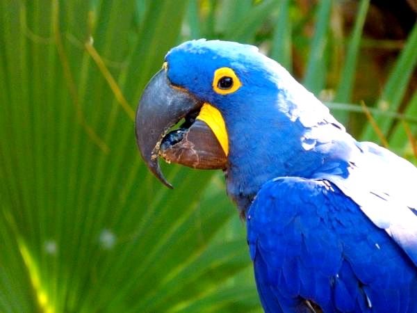 10 экзотических птиц в джунглях Амазонки - 1. Ара гиацинта