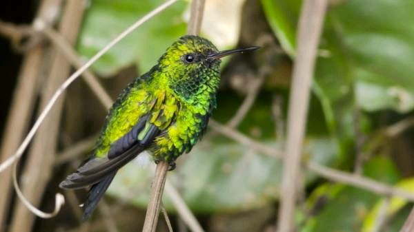 10 экзотических птиц в джунглях Амазонки - 2. Эсмеральда Чирибикете