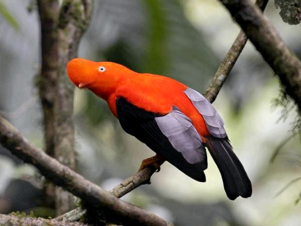 10 экзотических птиц в джунглях Амазонки - 3. Петушок
