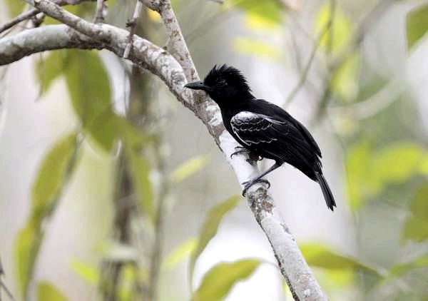 10 экзотических птиц в джунглях Амазонки - 4. Муравейник Кастельно