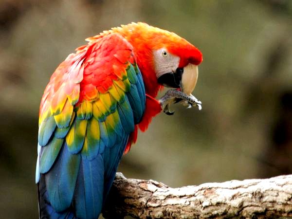 10 экзотических птиц в джунглях Амазонки - 5. Алая ара