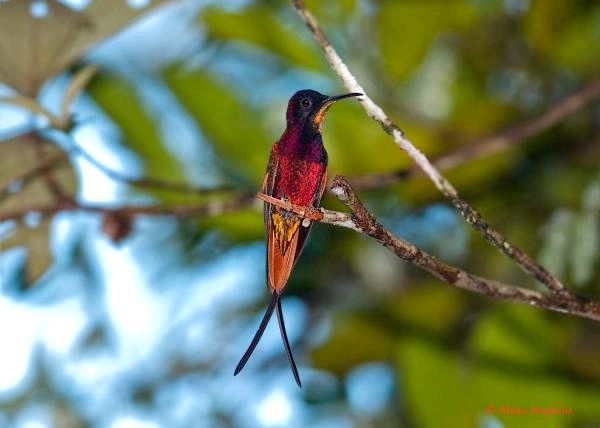 10 экзотических птиц в джунглях Амазонки - 6. Малиновый топаз