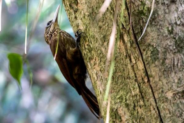 10 экзотических птиц в джунглях Амазонки - 7. поползень