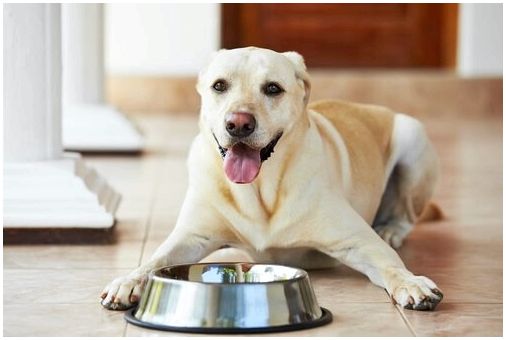 4 самые распространенные ошибки при кормлении вашей собаки