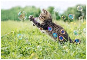 Котенок играет с пузырьками.