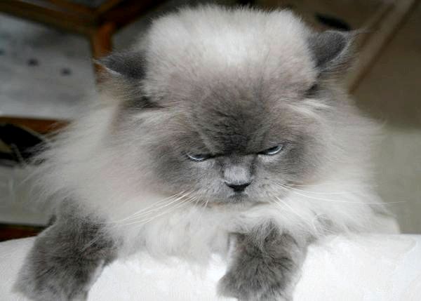 8 пород серых кошек: породы серых кошек с голубыми глазами