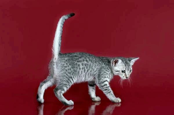 8 серых пород кошек: серые породы кошек с узорами