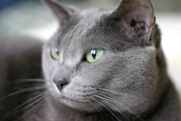 8 серых пород кошек - голубые серые породы кошек