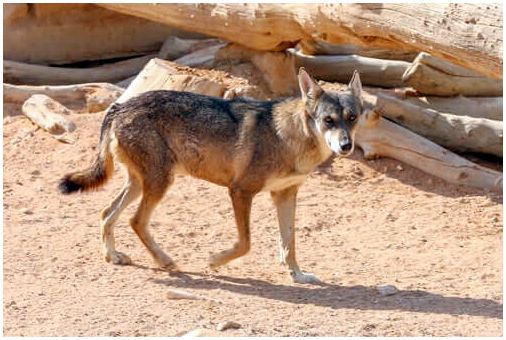 Арабский волк: характеристика, поведение и среда обитания