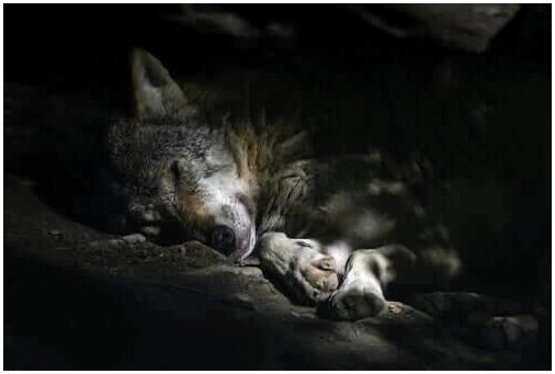 Арабский волк спит.