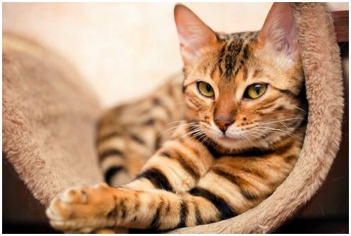 Бенгальские кошки: совершенно особенное скрещивание