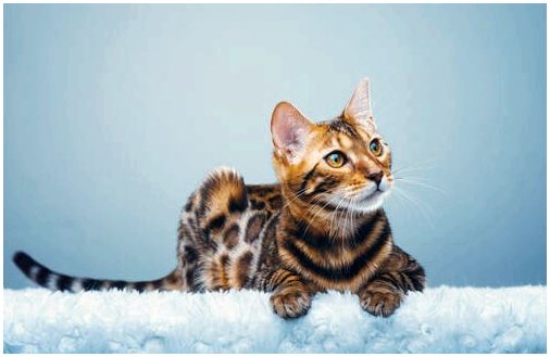Бенгальская кошка имеет поразительный пестрый мех.