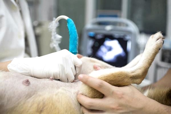 Безопасна ли вакцинация беременных собак? - Что будет, если привить беременную собаку?