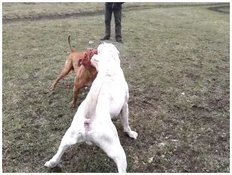 Собаки боевых пород видео thumbnail