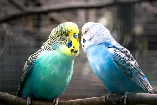 Более 100 имен попугаев для птиц мужского и женского пола