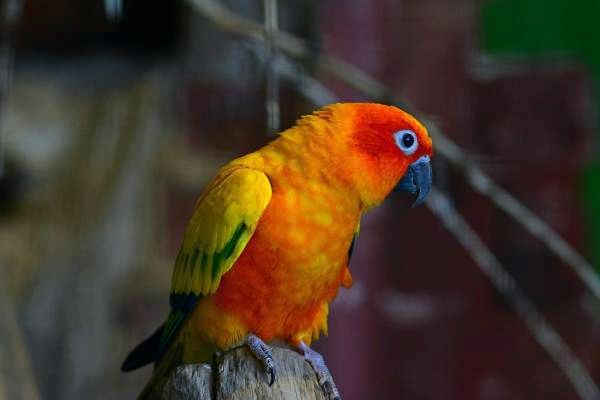 Более 100 мужских и женских имен попугаев для птиц - Женские имена попугаев