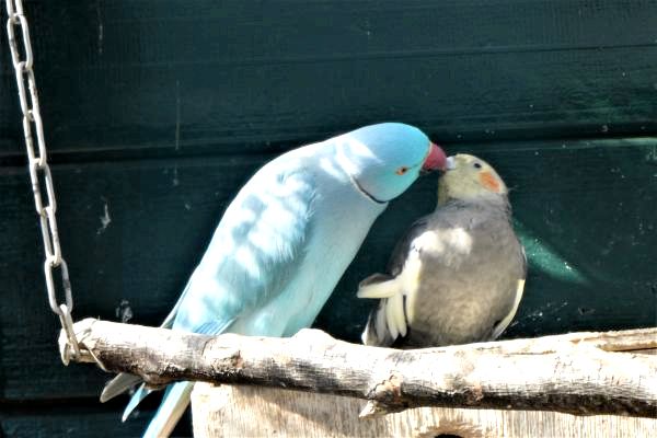 Более 100 мужских и женских птичьих попугайчиков: различия между мужскими и женскими волнистыми попугайчиками