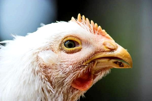 15 распространенных куриных болезней: причины и симптомы