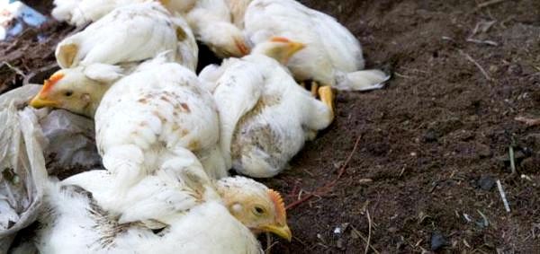 15 распространенных куриных болезней - причины и симптомы - птичий грипп у домашней птицы