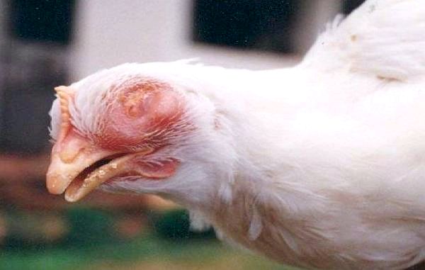 15 распространенных куриных болезней - причины и симптомы - инфекционный насморк у цыплят