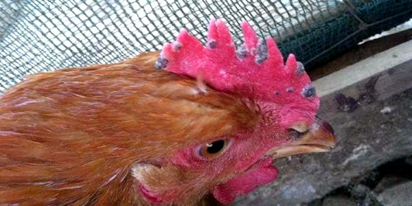 15 распространенных куриных болезней - причины и симптомы - оспа птиц у кур